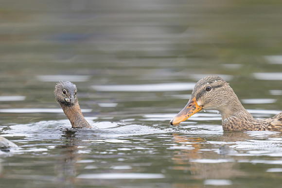 Pied-biled Grebe