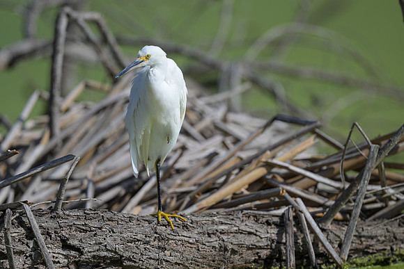 Snowy Egret