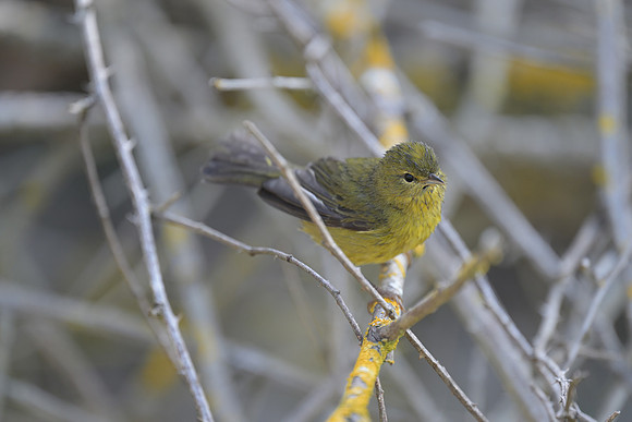 Orange-crowned Warbler