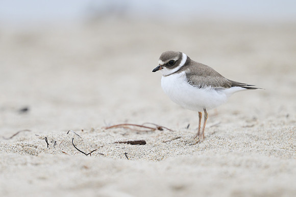 Semipalmated Plover