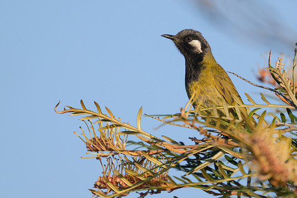 White-eared Honeyeater