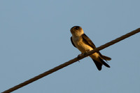 Tree Martin
