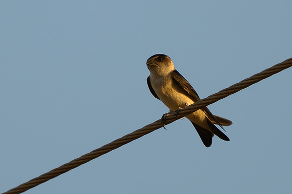 Tree Martin