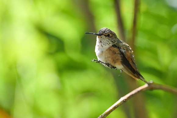Allen's Hummingbird