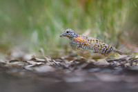 Painted Buttonquail