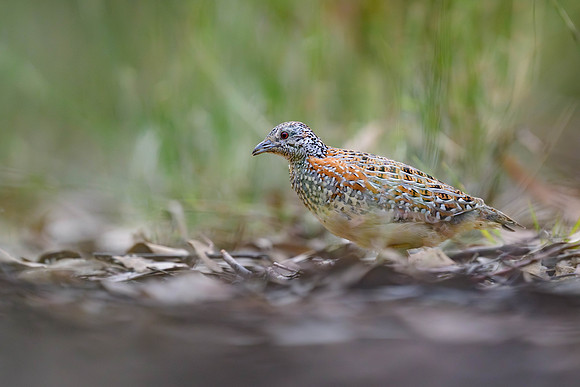 Painted Buttonquail