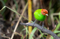 Bay-headed Tanager