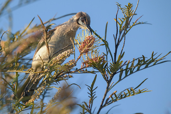 Little Friarbird