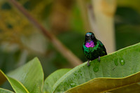 Tourmaline Sunangel