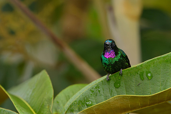 Tourmaline Sunangel