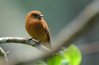 Cinnamon Flycatcher