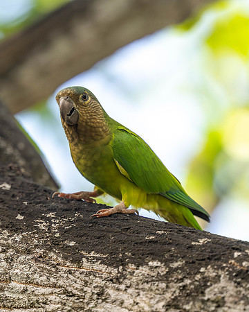 Brown-throated Parakeet