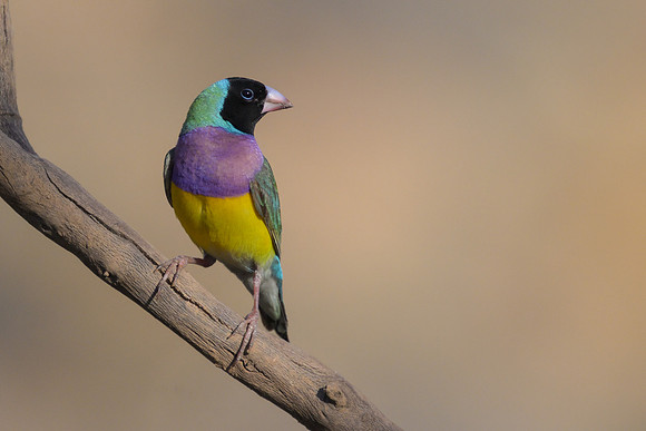 DSC_5551-Edit