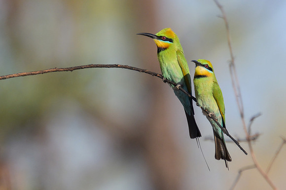 Rainbow Bee-eater