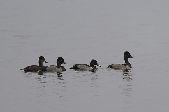 Ring-necked Duck