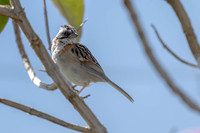 Rufous Collared Sparrow