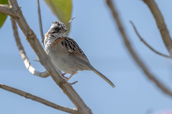 Rufous Collared Sparrow