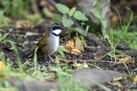 Sierra Nevada Brushfinch