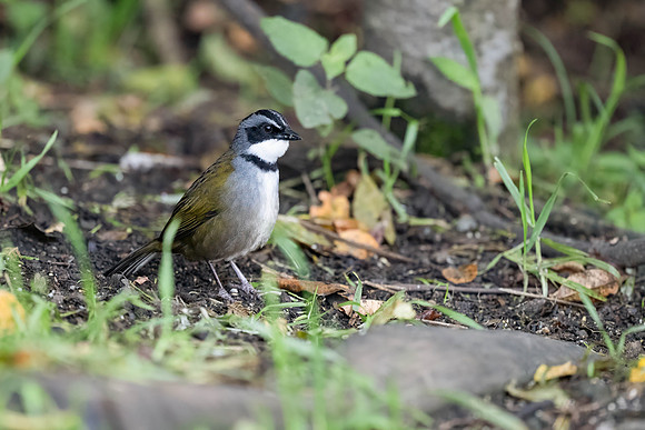 Sierra Nevada Brushfinch