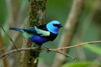 Blue-necked Tanager