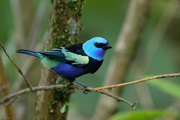 Blue-necked Tanager