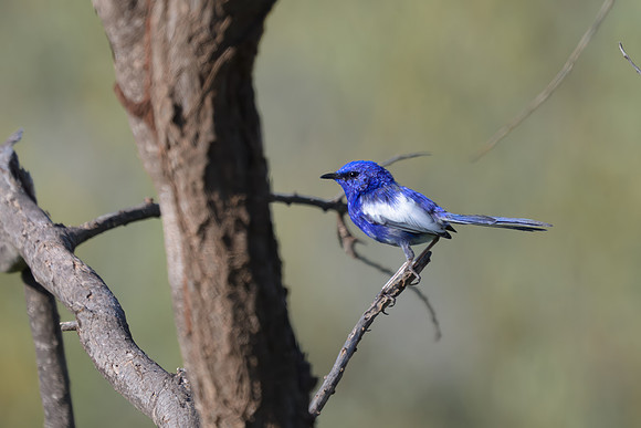 White-winged Fairywren