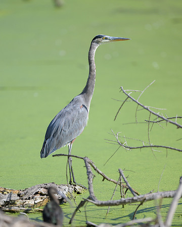 Great Blue Heron