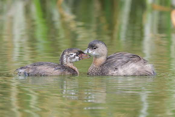 Pied-billed Grebe