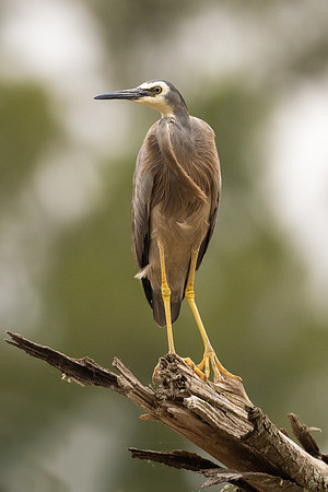 White-faced Heron