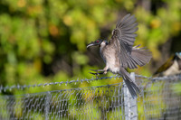 Noisy Friarbird