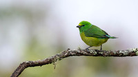 Blue-naped Chlorophonia