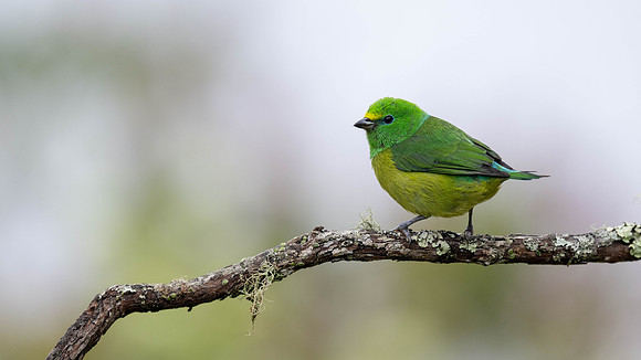 Blue-naped Chlorophonia