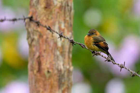 Cinnamon Flycatcher