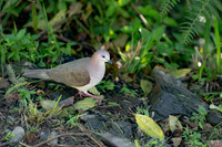 White-tipped Dove