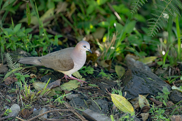 White-tipped Dove
