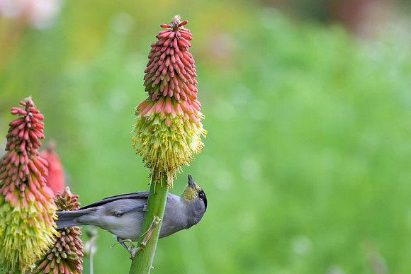 Eurasian Blackcap