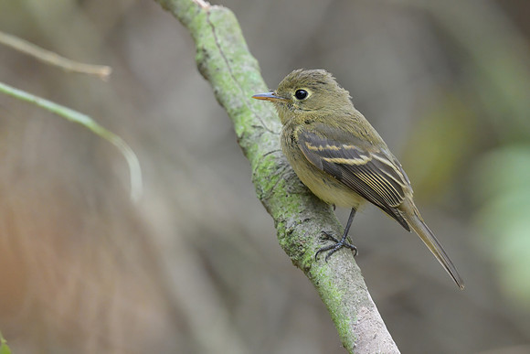 Western Flycatcher