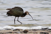 White-faced Ibis