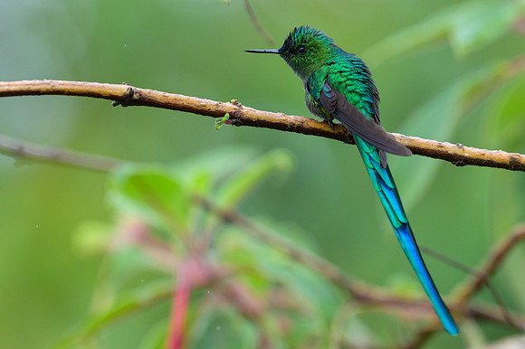 Long-tailed Sylph