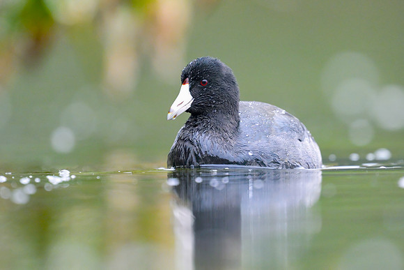 American Coot