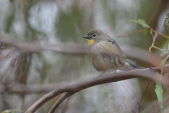 Yellow-rumped Warbler