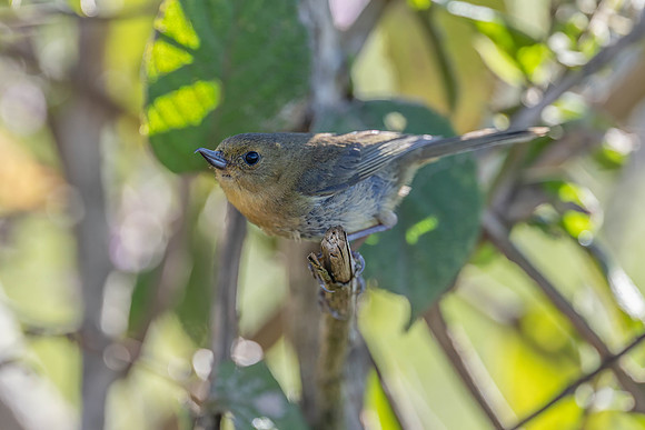 White-sided Flowepiercer