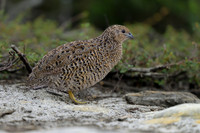 Brown Quail