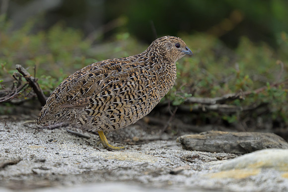 Brown Quail