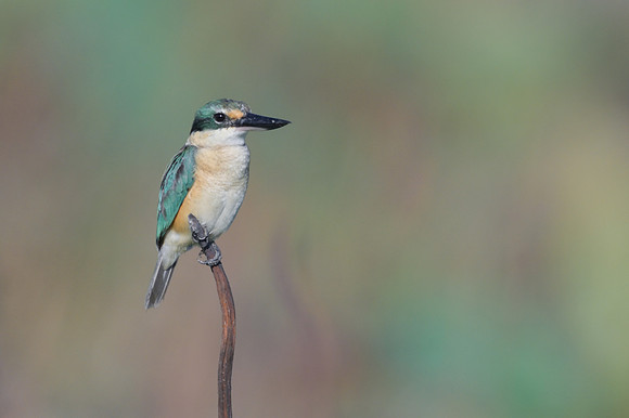 Sacred Kingfisher