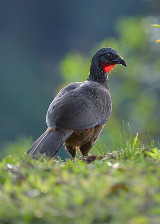 Band-tailed Guan