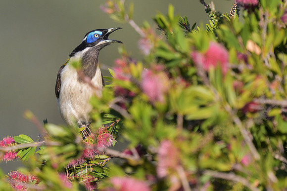 Blue-faced Honeyeater