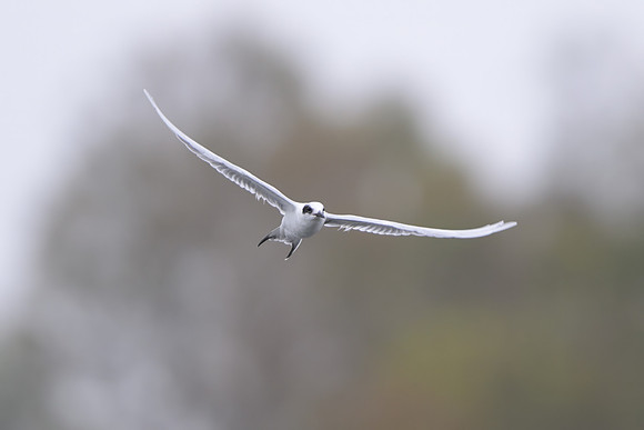 Forster's Tern