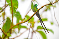Long-tailed Sylph