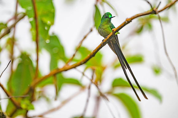 Long-tailed Sylph